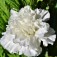 Semi di Garofano Chabaud Doppio Bianco (Dianthus caryophyllus)
