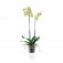 Vaso per Orchidee Trasparente