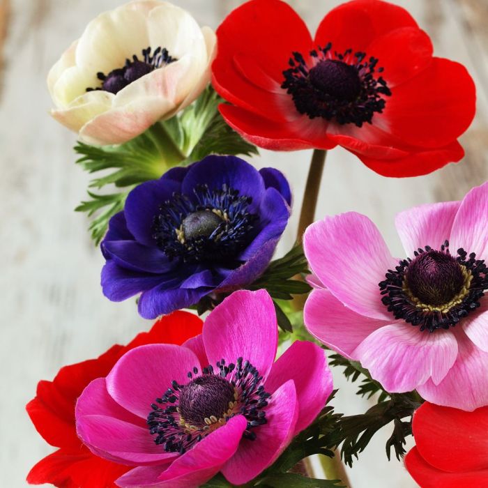 Bulbi di Anemone De Caen
