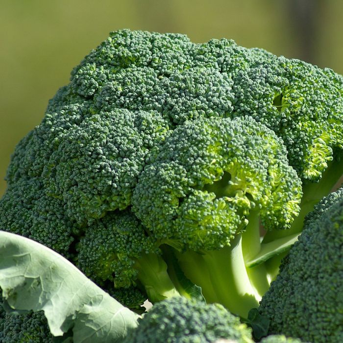 Cavolo Broccolo Ramoso Calabrese tardivo | ‎ Bestprato by Hortus