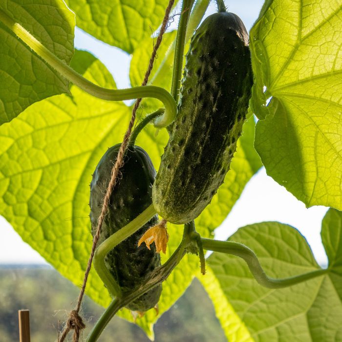Cetriolo Vert Long Maraicher