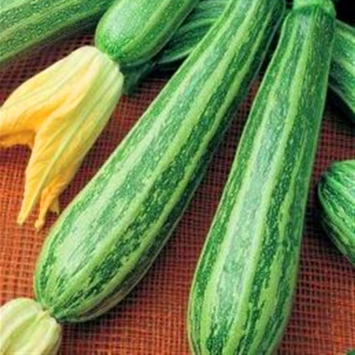 Zucchino Alberello di Sarzana