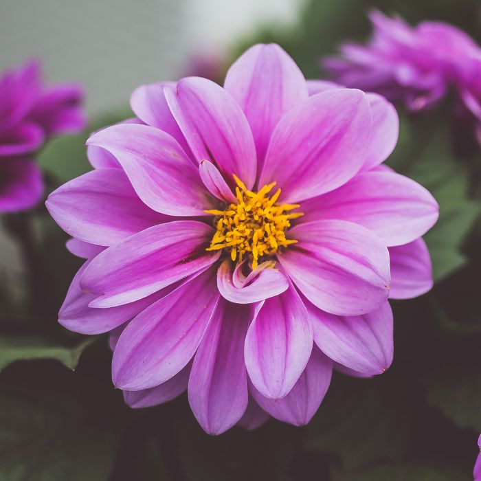Semi di Dalia Nana in Mix (Dahlia Variabilis)