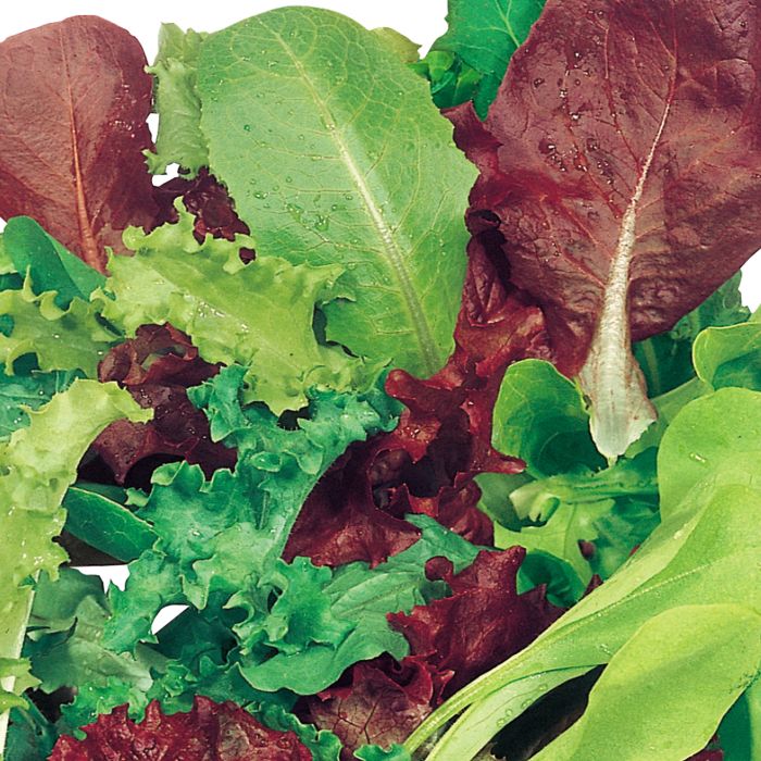 Misticanza di Indivia Cicoria Lattuga e Valeriana