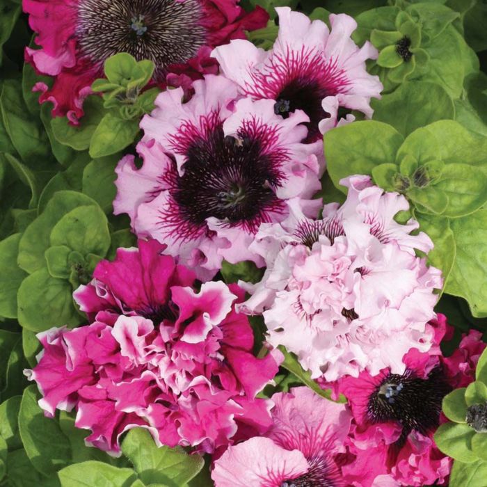 Semi di Petunia Superbissima in Mix (Petunia hybrida)
