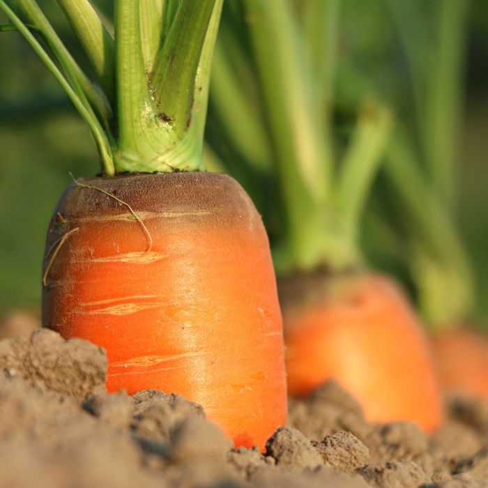 Carota Berlicum 2 Biologica | ‎ Bestprato by Hortus
