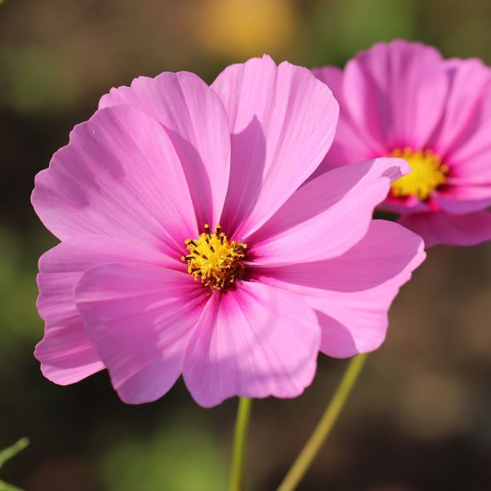 Semi di Cosmea Sensation in Mix (Cosmos bipinnatus)