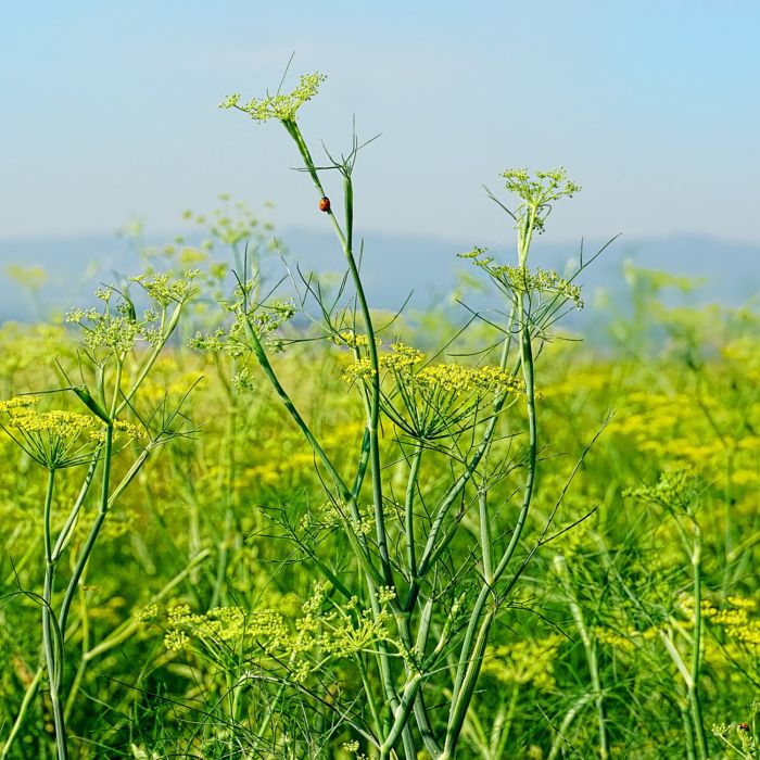 Finocchio Selvatico