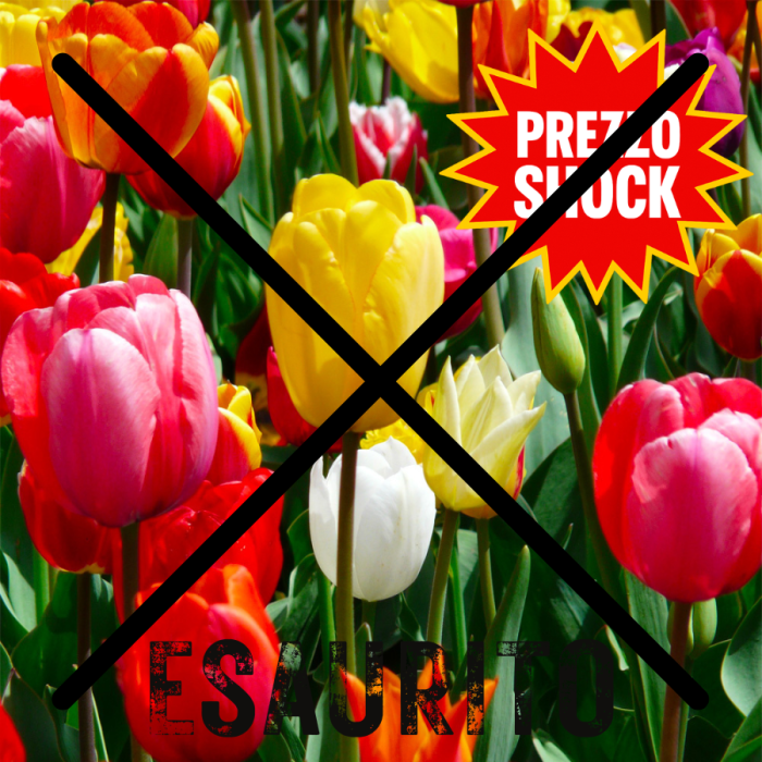 Bulbi di Tulipano Singolo in Mix
