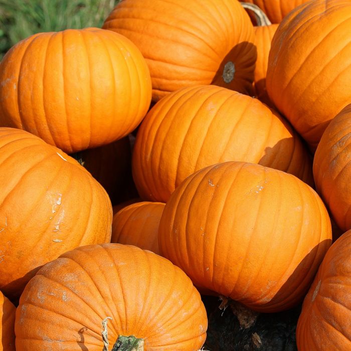 Zucca Quintale (Halloween) 