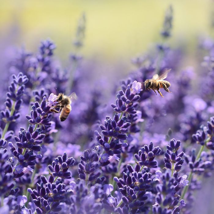 Lavanda | ‎ Bestprato by Hortus