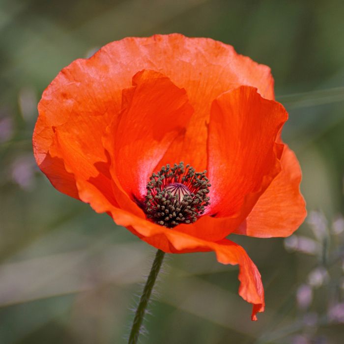Semi di Papavero daGlaucum Red (Papaver rhoeas)