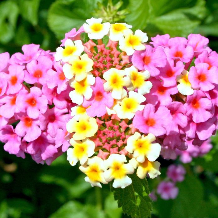Verbena | ‎Bestprato by Hortus