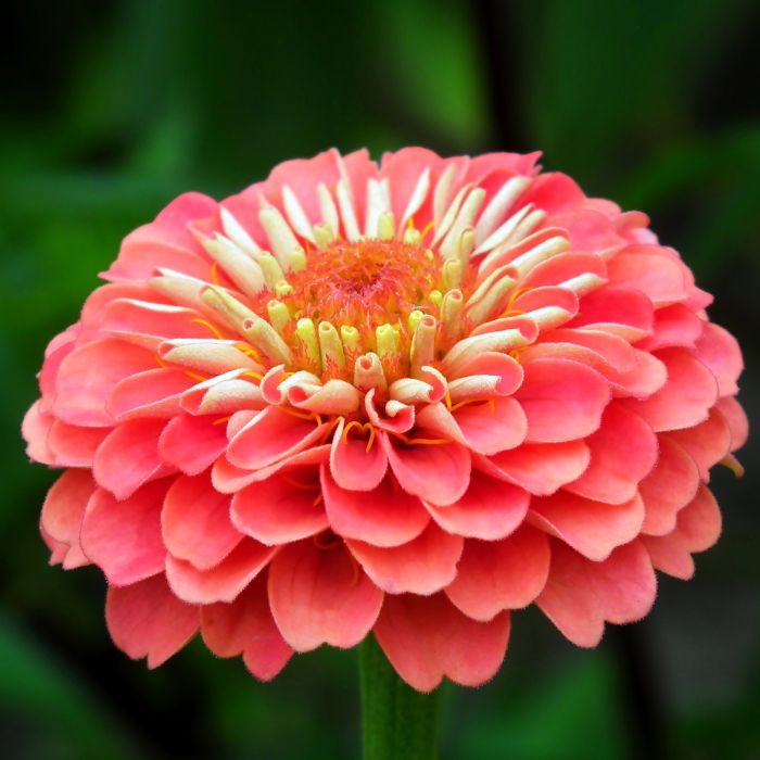 Semi di Zinnia Gigante a fior di Dalia (Zinnia elegans)