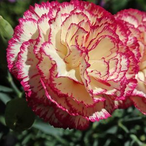 Semi di Garofano Chabaud Doppio in Mix (Dianthus caryophyllus)