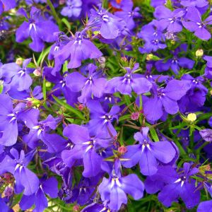 Semi di Lobelia Nana Compatta (Lobelia erinus)