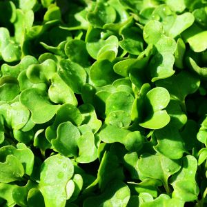 Rucola Coltivata | Bestprato by Hortus