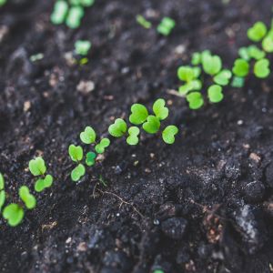 Rucola | ‎ Bestprato by Hortus