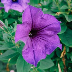 Semi di Petunia Ibrida Grandiflora in Mix (Petunia hybrida)