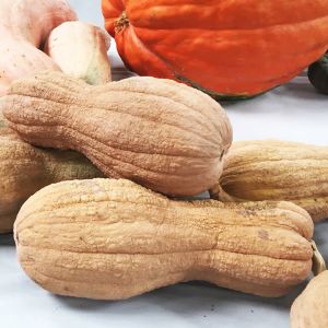 Zucca Butternut Rugosa |‎ Bestprato by Hortus