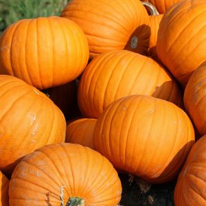 Zucca Quintale (Halloween) 