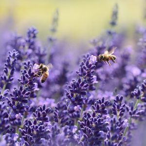 Lavanda | ‎ Bestprato by Hortus