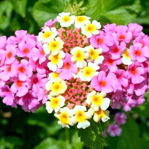Verbena | ‎Bestprato by Hortus